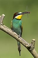 'European Bee-eater (Merops apiaster) with dragonf