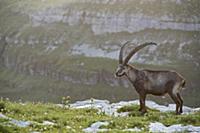 'Alpine Ibex (Capra ibex) male, Saint Gallen, Swit