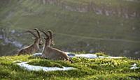 'Alpine Ibex (Capra ibex) males, Saint Gallen, Swi