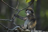 Dusky Leaf Monkey (Trachypithecus obscurus) baby, 