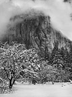 Trees below El Capitan in winter, Yosemite Valley,