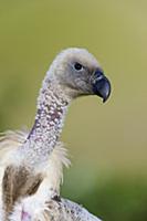 Cape Vulture (Gyps coprotheres) juvenile, KwaZulu-