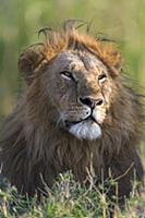African Lion (Panthera leo) male, Masai Mara, Keny