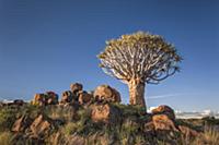 Quiver Tree (Aloe dichotoma), Keetmanshoop Quiver 