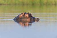 Hippopotamus (Hippopotamus amphibius)at waterline,