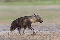 Brown Hyena (Hyaena brunnea) walking across dry ri
