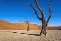 Camelthorn Acacia (Acacia erioloba) dead trees in 