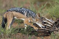 Black-backed Jackal (Canis mesomelas) feeding on C