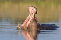 Hippopotamus (Hippopotamus amphibius) male in terr
