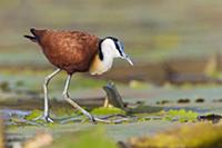 African Jacana (Actophilornis africanus) walking o