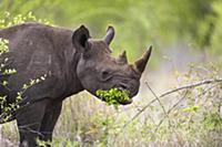 Black Rhinoceros (Diceros bicornis) browsing, Krug