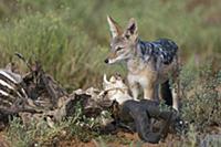 Black-backed Jackal (Canis mesomelas) feeding on C