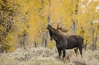 Moose (Alces alces shirasi) bull flehming, Grand T