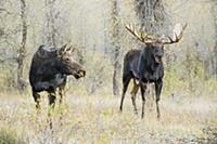 Moose (Alces alces shirasi) bull and female, Grand