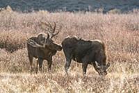 Moose (Alces alces shirasi) bull smelling female d