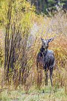 Moose (Alces alces shirasi)  feeding on Willow (Sa