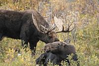 Moose (Alces alces shirasi) bull courting female, 