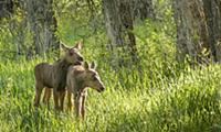 Moose (Alces alces shirasi) calves, Grand Teton Na