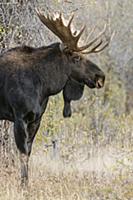 Moose (Alces alces shirasi) bull, Grand Teton Nati