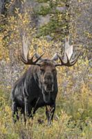 Moose (Alces alces shirasi) bull, Grand Teton Nati