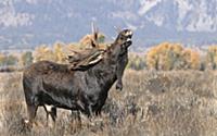 Moose (Alces alces shirasi) bull flehming, Grand T