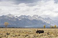 Moose (Alces alces shirasi) bull in grassland, Gra