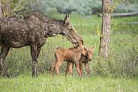 Moose (Alces alces shirasi) mother nuzzling two ca