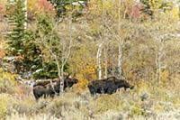 Moose (Alces alces shirasi) bull with two females,