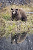 Black Bear (Ursus americanus) sub-adult at creek, 