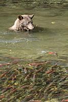 Black Bear (Ursus americanus) hunting Sockeye Salm