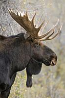 Moose (Alces alces shirasi) bull, Grand Teton Nati