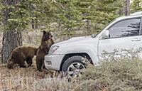Black Bear (Ursus americanus) juveniles checking o