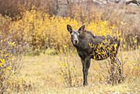 Moose (Alces alces shirasi) calf, Grand Teton Nati