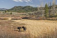 Moose (Alces alces shirasi) mother and calf, Grand
