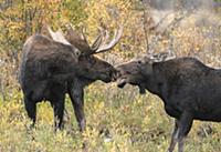 Moose (Alces alces shirasi) bull and female courti