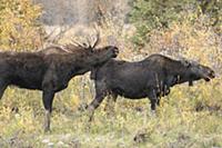 Moose (Alces alces shirasi) bull courting female, 