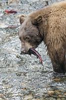 Black Bear (Ursus americanus) with Sockeye Salmon 