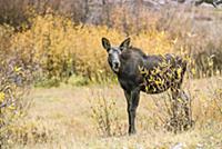 Moose (Alces alces shirasi) calf, Grand Teton Nati