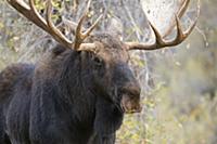 Moose (Alces alces shirasi) bull, Grand Teton Nati