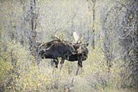 Moose (Alces alces shirasi) male and female courti