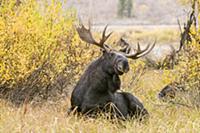 Moose (Alces alces shirasi) bull showing annoyance
