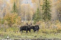 Moose (Alces alces shirasi) pair courting during r
