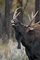 Moose (Alces alces shirasi) bull flehming, Grand T