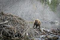 Black Bear (Ursus americanus) on beaver dam with S