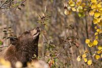 Black Bear (Ursus americanus) feeding on berries, 