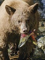Black Bear (Ursus americanus) with Sockeye Salmon 