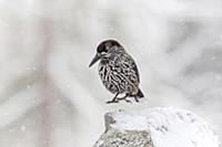 Spotted Nutcracker (Nucifraga caryocatactes) jumpi