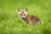 European Red Fox (Vulpes vulpes) cub, sitting in m