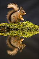 Eurasian Red Squirrel (Sciurus vulgaris) adult, si