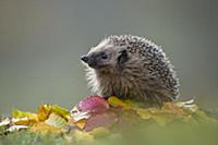 European Hedgehog (Erinaceus europaeus) adult, for